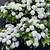 Grin and Tonic™ Reblooming Hydrangea | Vego Garden