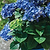 Tilt-a-Swirl® Hydrangea