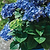 Tilt-A-Swirl® Bigleaf Hydrangea | Vego Garden