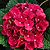 Cherry-Go-Round® Reblooming Hydrangea | Vego Garden