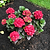 Cherry-Go-Round® Reblooming Hydrangea | Vego Garden
