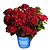 Cherry-Go-Round® Reblooming Hydrangea | Vego Garden