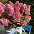 Dragon Baby™ Hardy Hydrangea