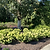 Dragon Baby™ Hydrangea | Vego Garden