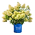 Dragon Baby™ Hydrangea | Vego Garden