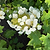Toy Soldier™ Hydrangea | Vego Garden