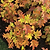 Toy Soldier™ Hydrangea | Vego Garden