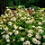 Toy Soldier™ Hydrangea | Vego Garden