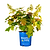 Toy Soldier™ Hydrangea | Vego Garden