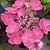 Pink Dynamo™ Hydrangea | Vego Garden
