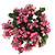 Pink Dynamo™ Hydrangea | Vego Garden
