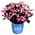 Pink Dynamo™ Mountain Hydrangea