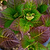Cherry-Go-Round® Reblooming Hydrangea | Vego Garden