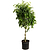 Braided Benjamina Ficus | Vego Garden