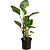 Bird of Paradise | Vego Garden