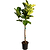 Fiddle-Leaf Fig Tree | Vego Garden