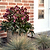 Ice N& | Vego Garden