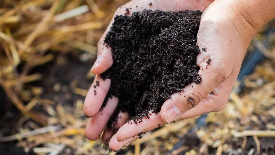 Nourish Your Garden Ecosystem