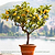 Improved Meyer Lemon Tree