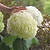 Incrediball® Hydrangea