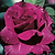 Intrigue Rose Tree| Vego Garden