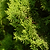 Italian Cypress | Vego Garden
