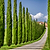 Italian Cypress | Vego Garden