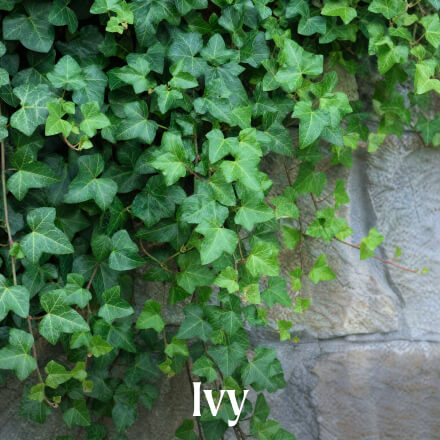 Vego garden beds