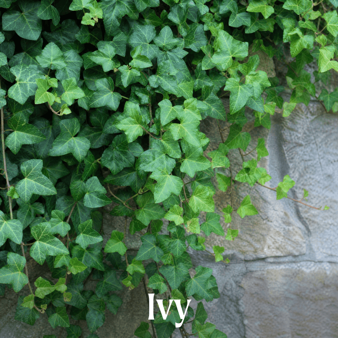 Ivy