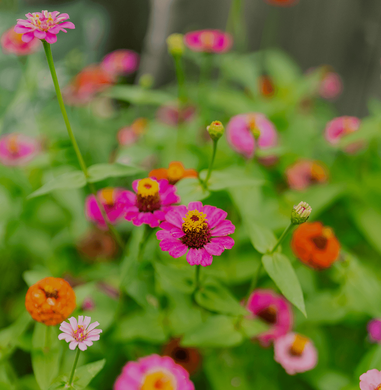 Vego garden beds