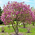 Jane Magnolia| Vego Garden