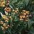 Japanese Loquat | Vego Garden
