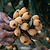 Japanese Loquat | Vego Garden