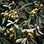 Japanese Loquat | Vego Garden