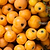Japanese Loquat | Vego Garden