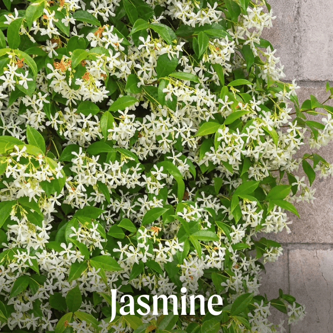Jasmine