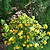 Juiced® Orange Jessamine | Vego Garden