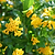 Juiced® Orange Jessamine | Vego Garden