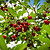 Romeo and Juliet Cherry Trees | Vego Garden