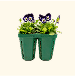Vego garden beds