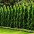 Junior Giant Thuja Tree | Vego Garden