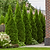 Junior Giant Thuja Tree | Vego Garden