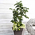 Key Lime Tree | Vego Garden