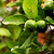 Key Lime Tree (CA)