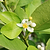 Key Lime Tree (CA)