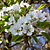 Kieffer Pear Tree | Vego Garden