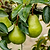 Kieffer Pear Tree | Vego Garden
