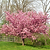 Kwanzan Flowering Cherry Tree | Vego Garden
