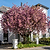 Kwanzan Flowering Cherry Tree | Vego Garden