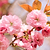 Kwanzan Flowering Cherry Tree | Vego Garden